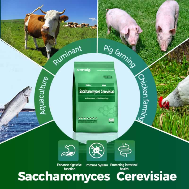 Application fields and scientific evidence of feed grade brewing yeast