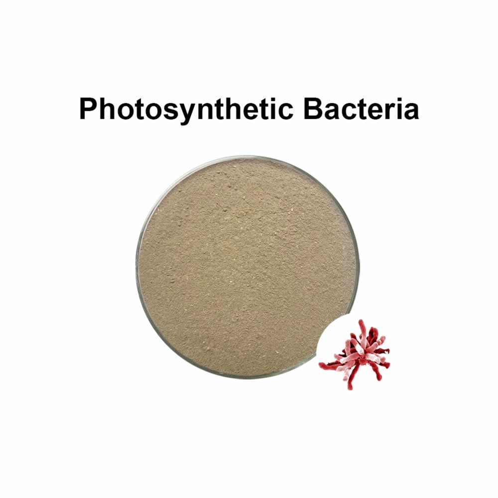 Photosynthetic bacterium│Rhodopseudomonas palustris│PSB