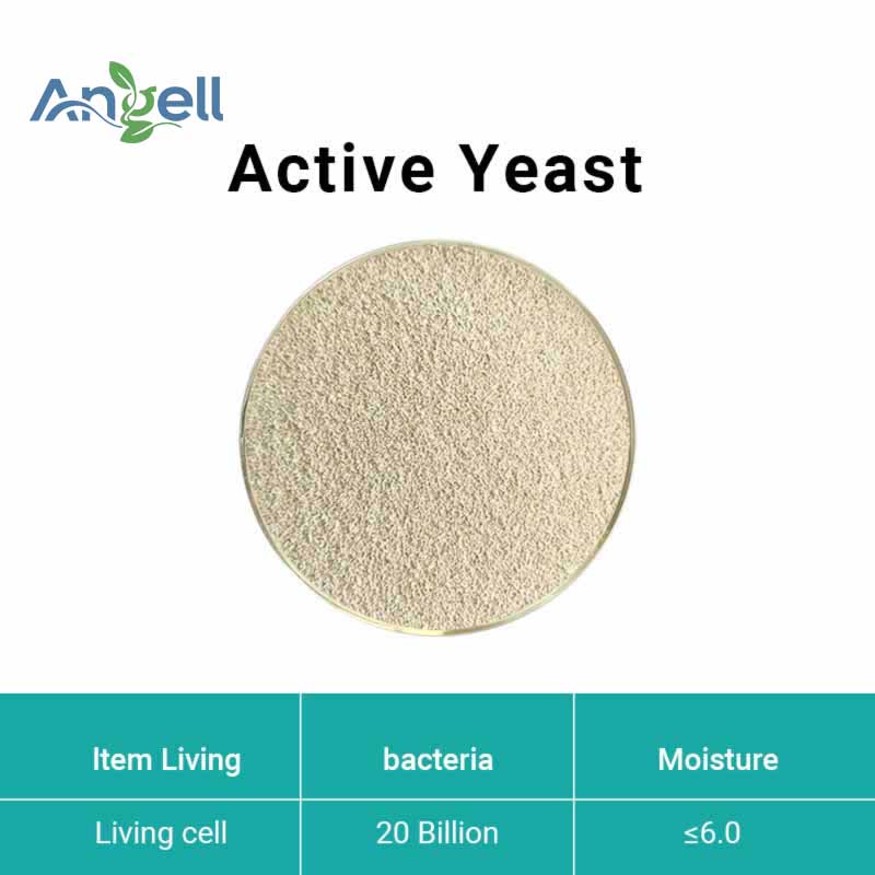  Active Yeast(Saccharomyces cerevisiae)